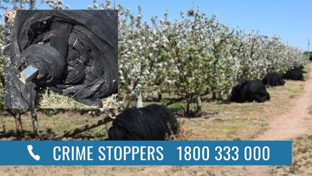 Article heading image for There's Been A HUGE Orchard Farm Theft In Shepparton East
