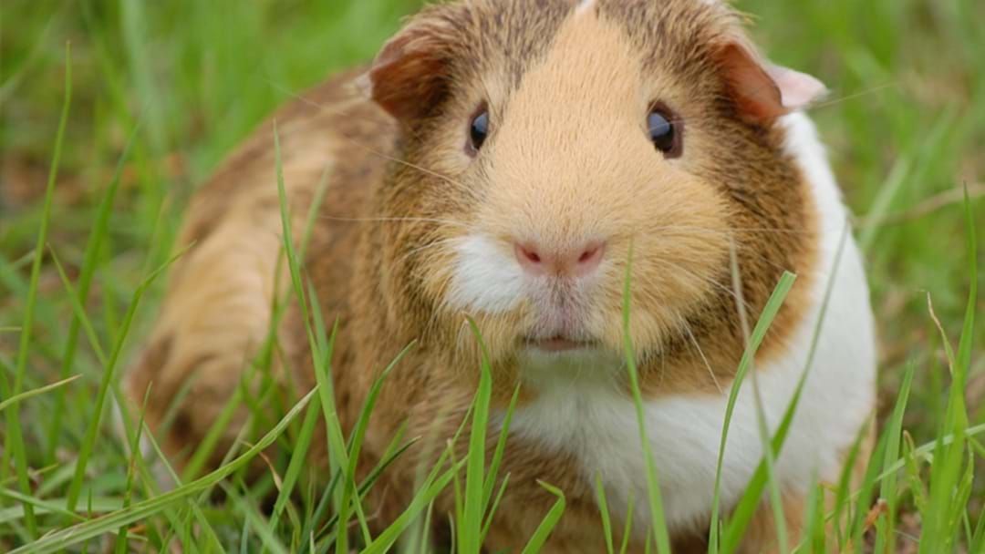 Article heading image for Over 200 Guinea Pigs Rescued By RSPCA From 'Disturbing' Set Up In Brisbane Garage