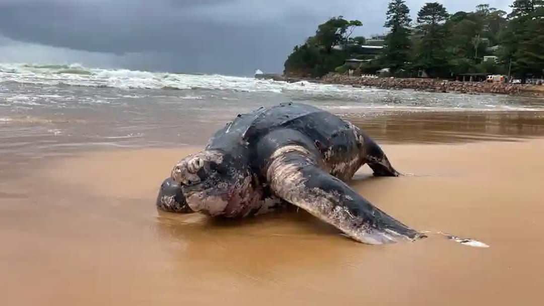 Article heading image for Increased Number Of Endangered Turtles Washed Up On Central Coast