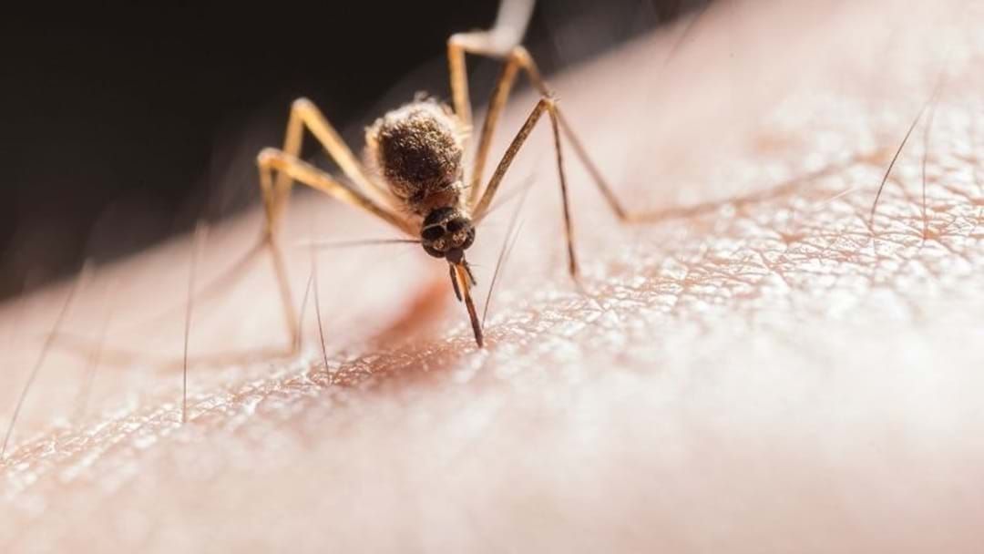 Article heading image for Health Officials Warn South East Australia Of Mosquito-Borne Virus
