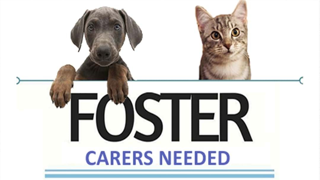 Article heading image for RSPCA’s Plea for More Locals to Become Animal Foster Carers