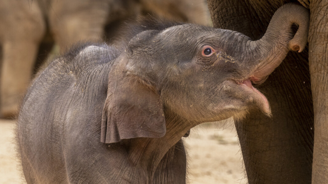Article heading image for Melbourne Zoo’s Newest Elephant Calf Has A Name! 