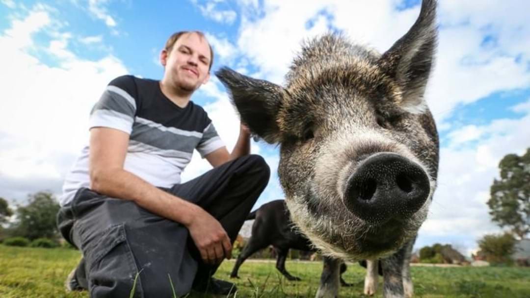 Article heading image for Grunt The Pig Has Been Banned From Walking Wangaratta