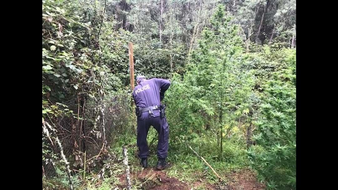 Article heading image for Police uncover cannabis during searches at Batlow and Grahamstown