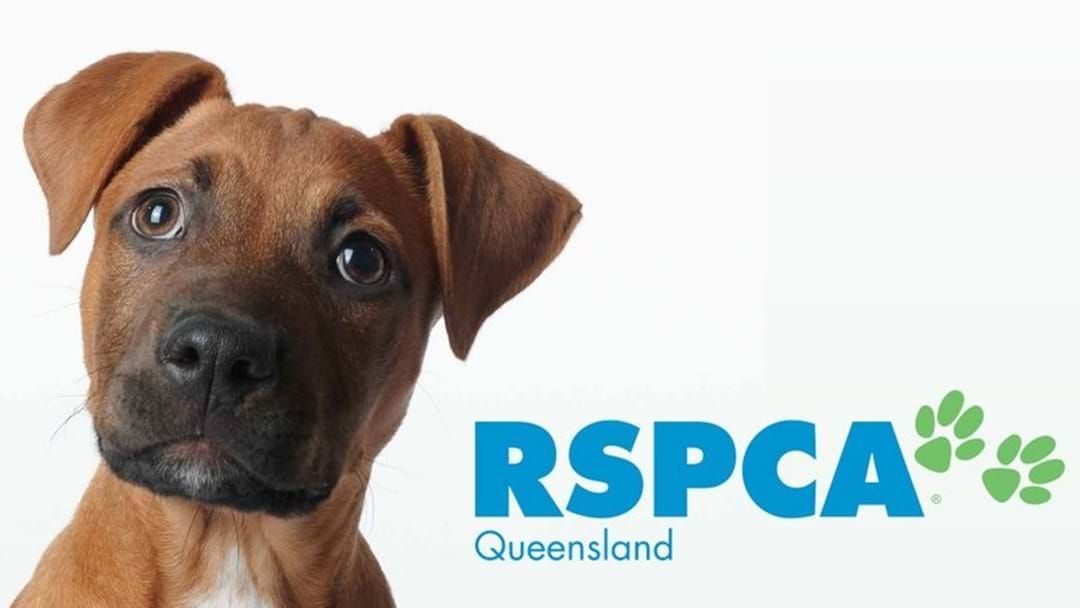 Article heading image for "Adopt, Don't Shop" Meet The RSPCA Animals Waiting For You