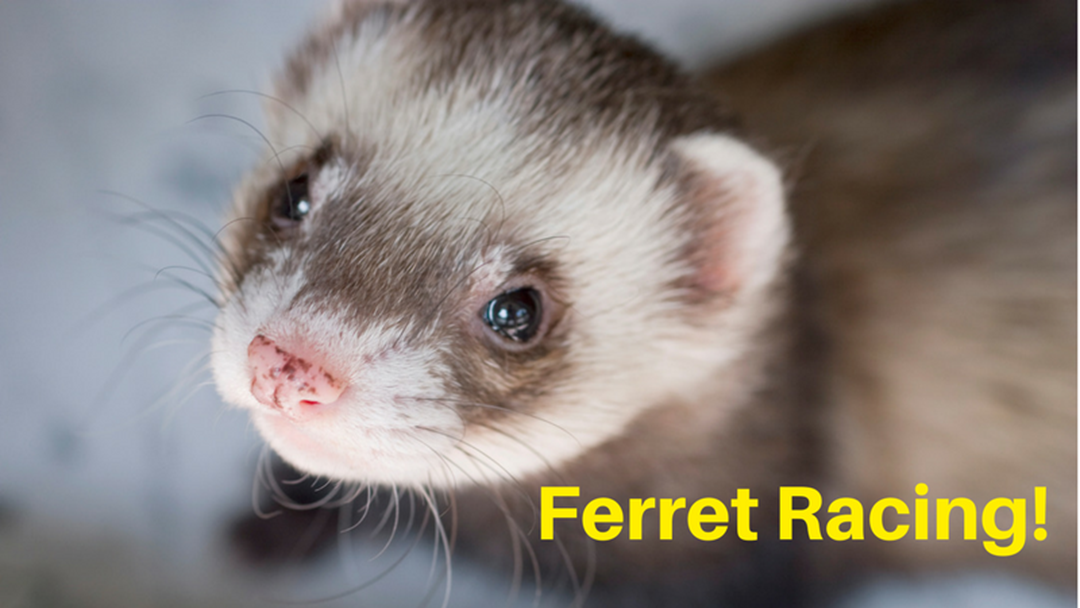 Article heading image for Ferret Races