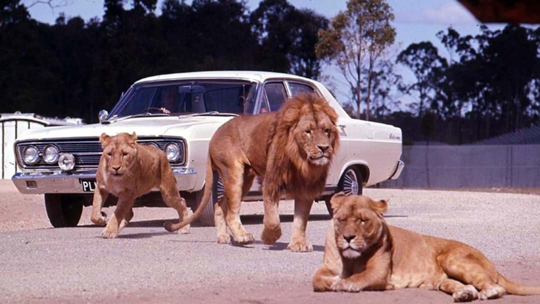 Article heading image for The eventful history of Bullen's African Lion Safari Park in Yatala