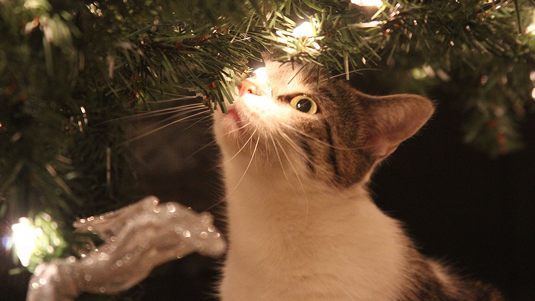 Article heading image for Here Are 10 Cats Who Are Getting Into The Christmas Spirit
