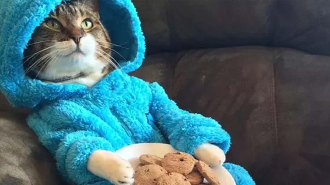Article heading image for US Embassy Apologies For Cat Pyjama Party Invitation