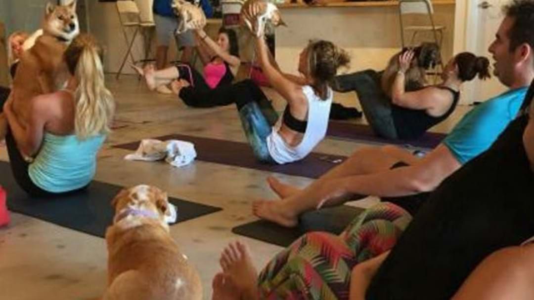 Article heading image for PUPPY YOGA PROVES POPULAR IN CANBERRA!