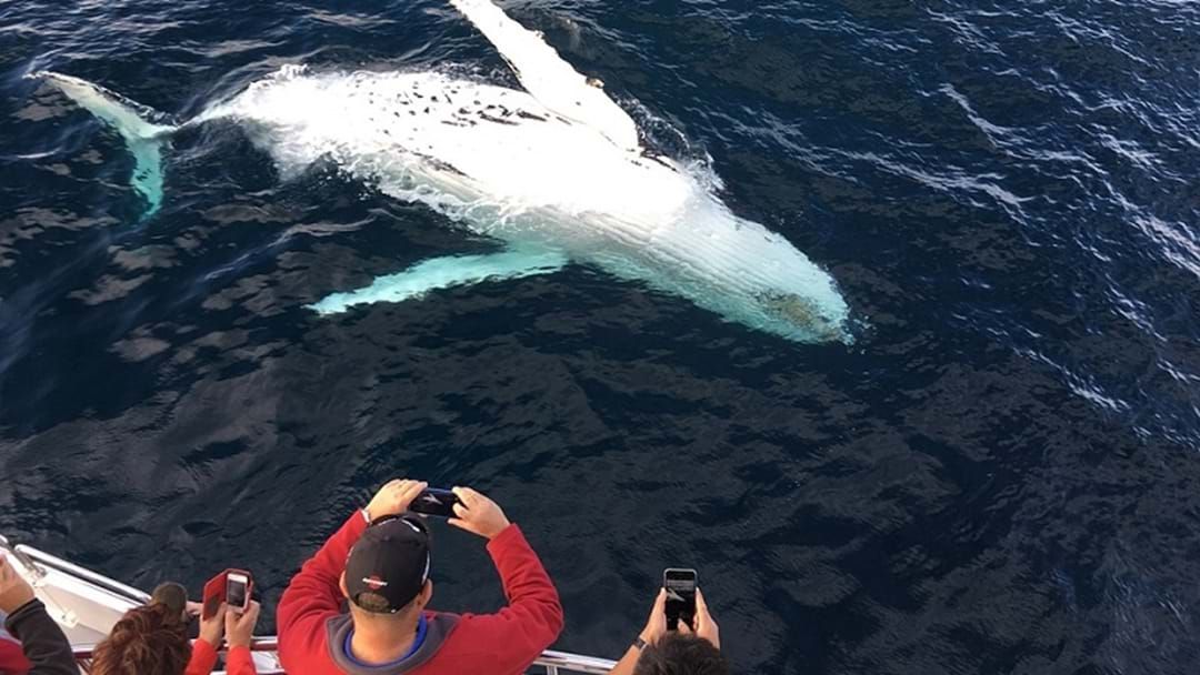 Article heading image for Whale Watchers To Dob In Boaties Getting Too Close To Humpbacks