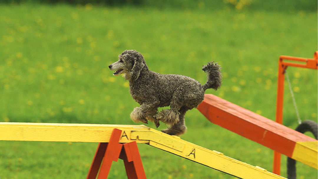 Article heading image for Theres A Super Fun Dog Competition In Toukley This Weekend!