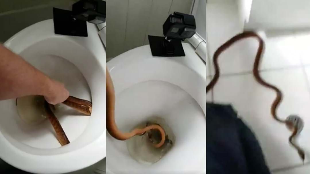 Article heading image for Terrifying Video Shows Brown Snake In Queensland Family's Toilet