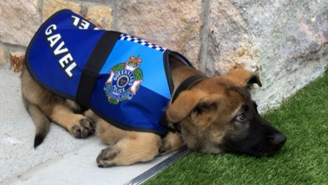 Article heading image for Meet The Police Dog Sacked For Being Too Friendly 