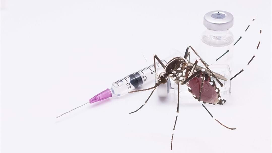 Article heading image for New South Wales And Victoria Expand Access To Japanese Encephalitis Vaccine
