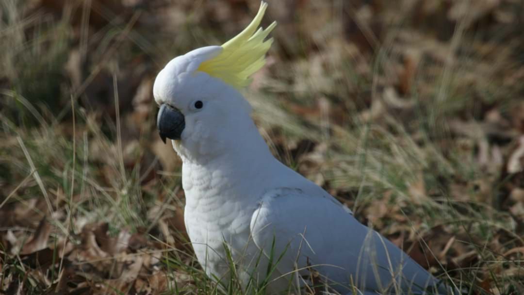 Article heading image for MYSTERY: 100 Dead Cockatoos Found In Hunter Valley Paddock