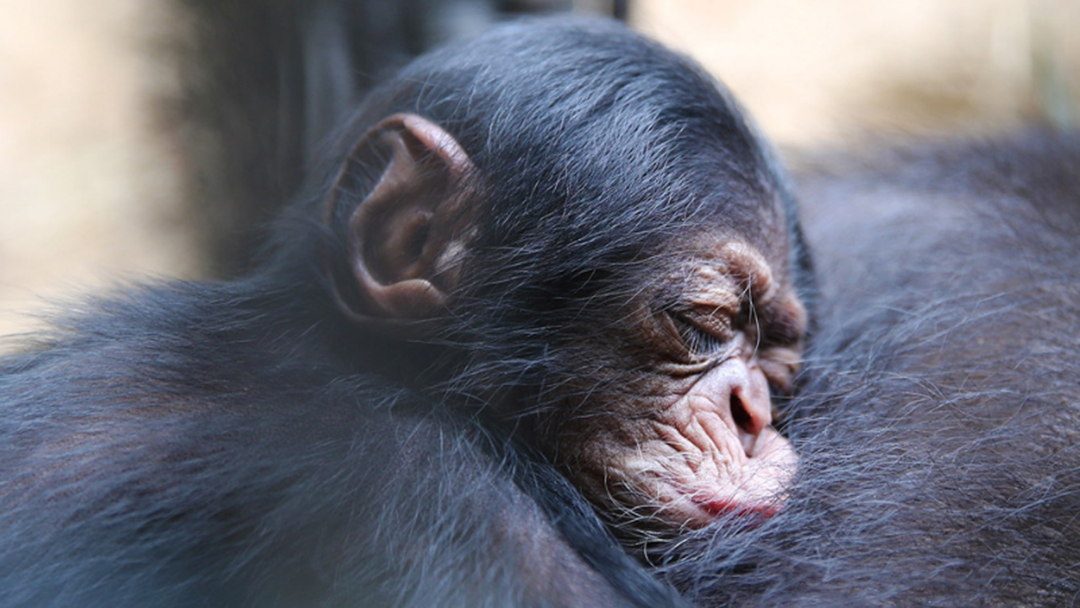 Article heading image for You Have Until Sunday To Name The Baby Chimp At Rocky Zoo! 