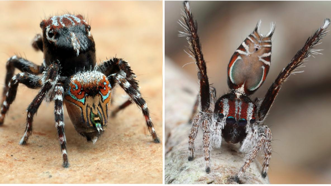 Article heading image for Three New Species Of Spider Have Been Discovered In Australia And That'll Be A Strong No From Us