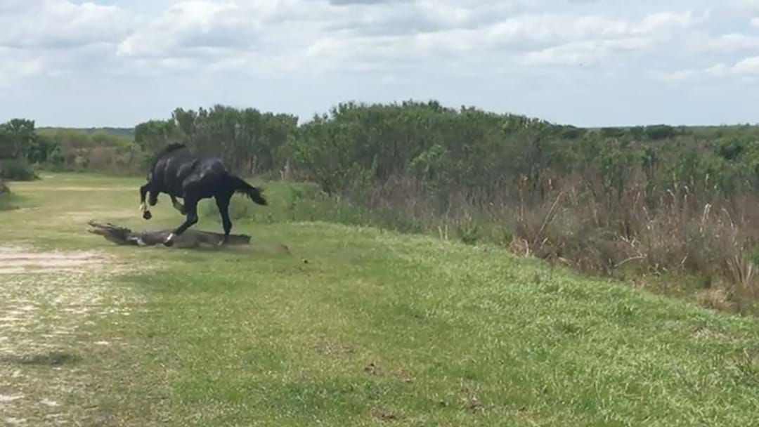 Article heading image for Watch This Video Of A Horse Fighting An Alligator