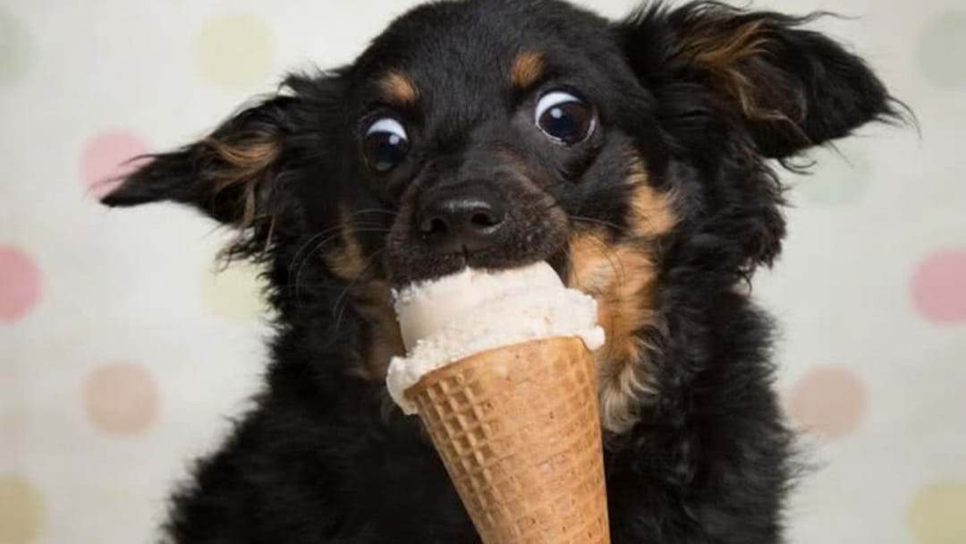 Article heading image for Sharing Your Ice Cream With The Dog? Yes Or No?