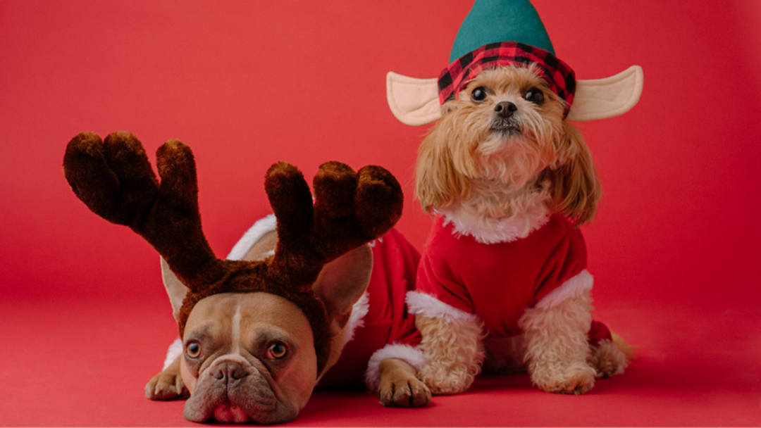 Article heading image for Spoil Your Pets With These Christmas Gifts This Year!