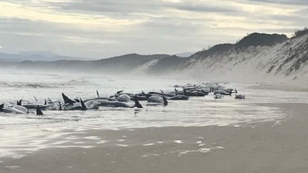 Article heading image for Hundreds of Whales Stranded On Tasmania’s West Coast