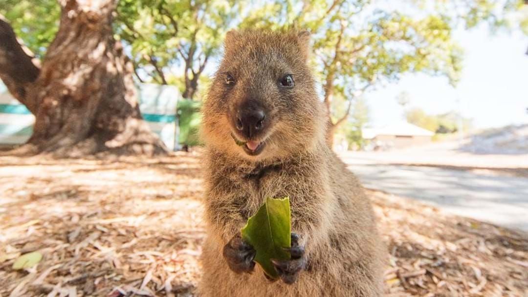 Article heading image for Adelaide Zoo Investigating Deaths Of Seven Quokkas & Two Wallabies