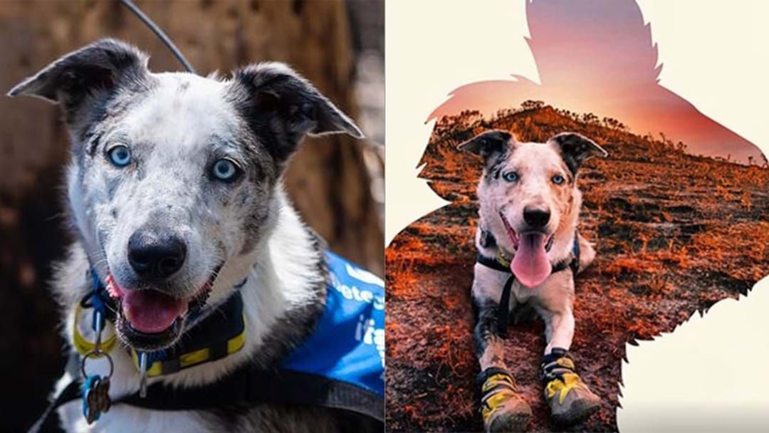 Article heading image for PSA: Our Favourite Bushfire Rescue Dog Is Still Helping Find Koalas!