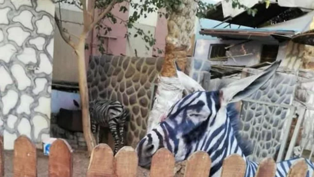 Article heading image for Zoo Unbelievably Gets Caught Out For Painting A Donkey To Look Like A Zebra