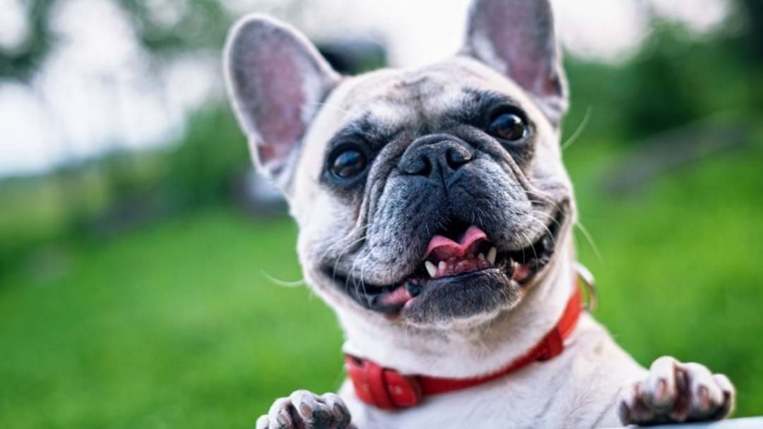 Article heading image for Victoria's Pet-Friendly Rental Laws Come Into Effect