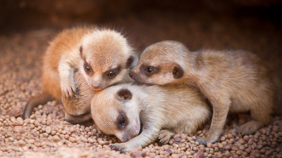 Article heading image for Perth Zoo Desperately Searching For Missing Meerkat Baby