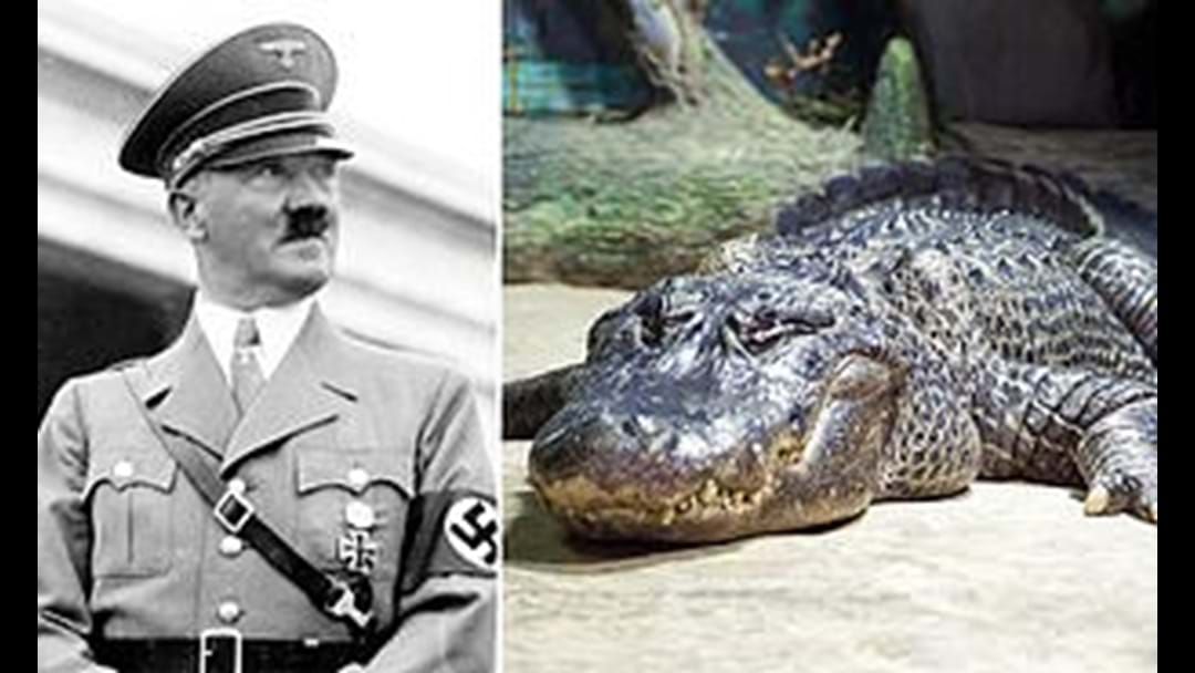 Article heading image for It's not often Strawny gets to talk about Hitler and an alligator! 