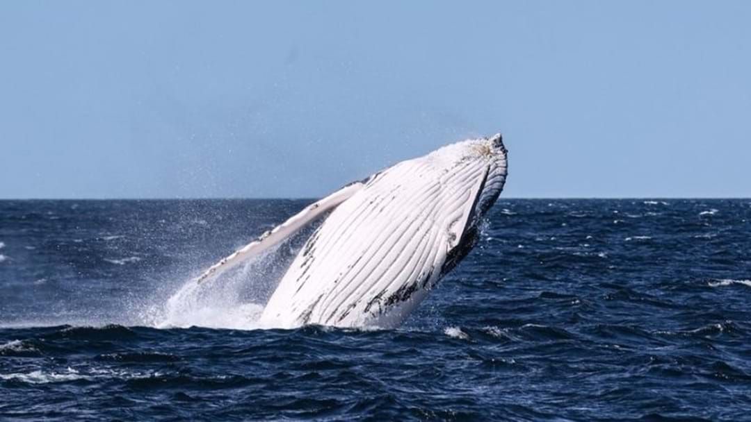Article heading image for Boaties Urged To Keep Away From Whales Migrating North