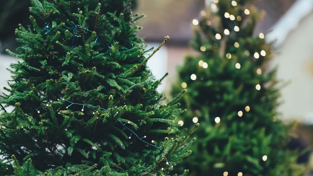 Article heading image for When To Buy REAL Christmas Trees