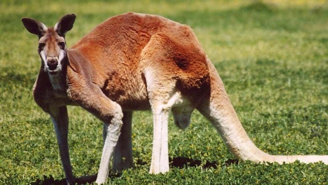 Article heading image for American School Forced To Apologise For Serving Students Kangaroo