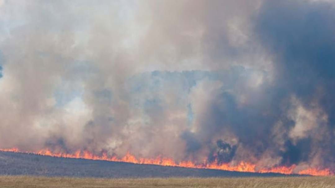 Article heading image for Bird Starts Large Destructive NSW Fire