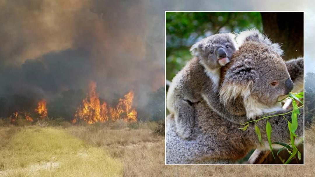 Article heading image for Salt Ash Bushfire Destroys Koala Breeding Ground