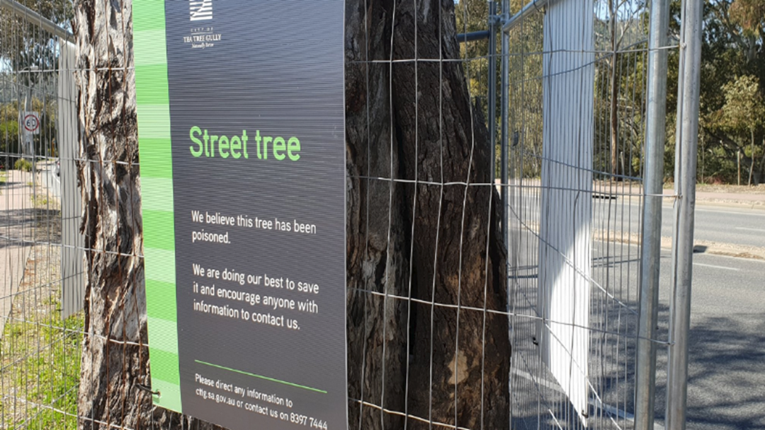 Article heading image for Tea Tree Gully Council Investigating Tree Poisoning