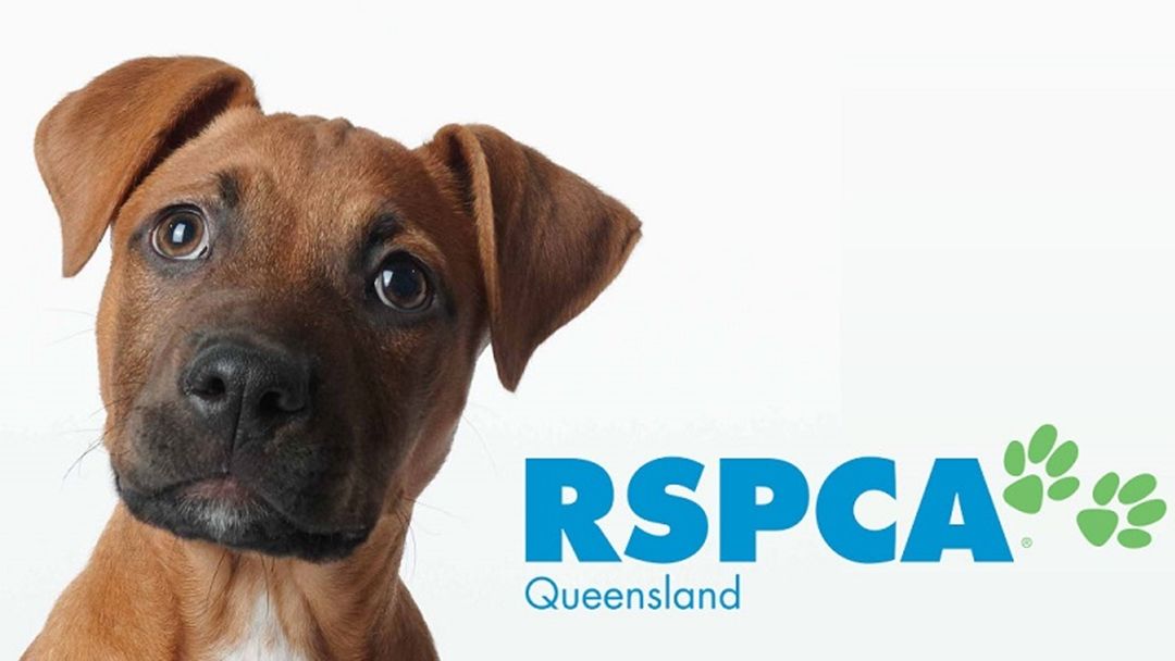 RSPCA investigates alleged dog kicker | Triple M