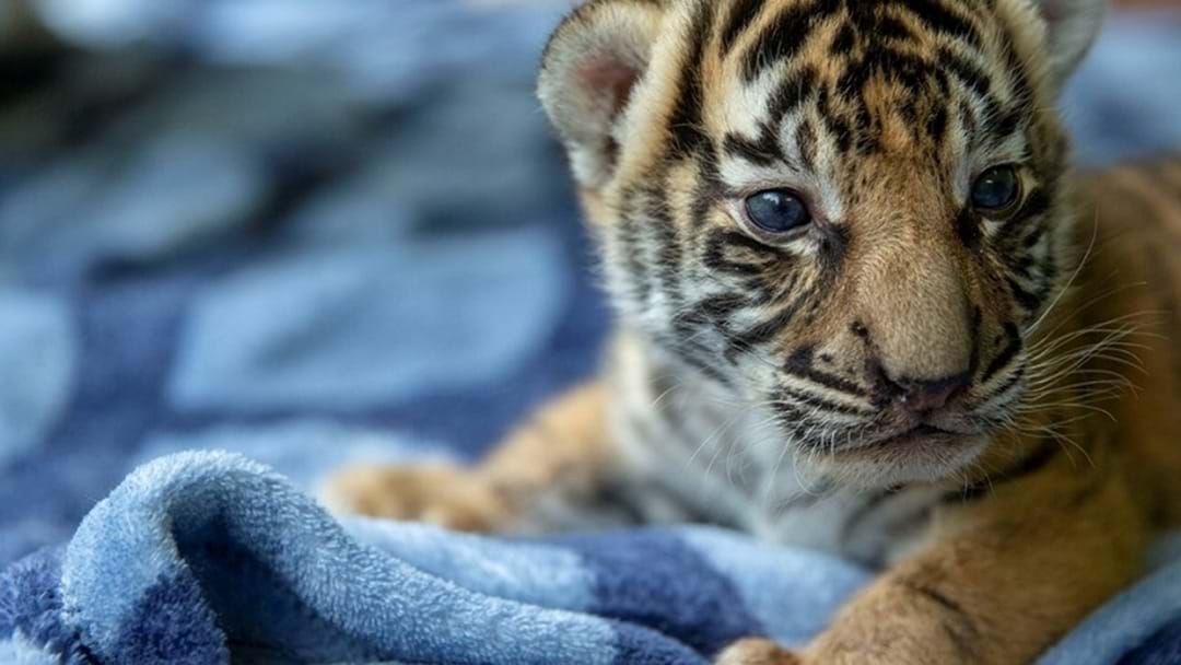 Article heading image for Tiger Cubs Move To New Home At Dreamworld's Tiger Island