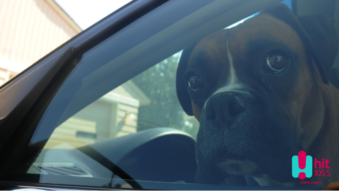 Article heading image for What To Do If You See A Child or Dog In A Hot Car