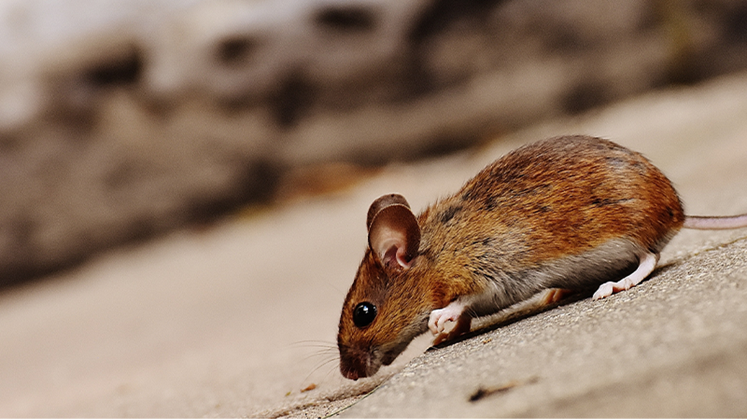 Article heading image for Queensland Farmers Warn Of Impending Mouse Plague 