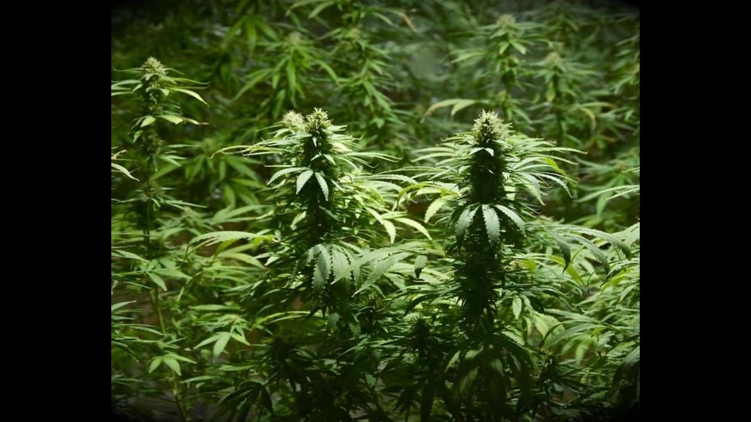 Article heading image for Updates on legalisation of marijuana