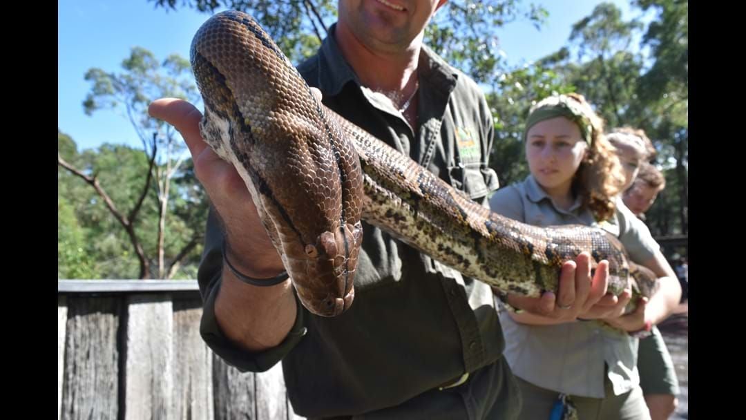 Article heading image for One The Country's Largest Pythons Lives At The Reptile Park