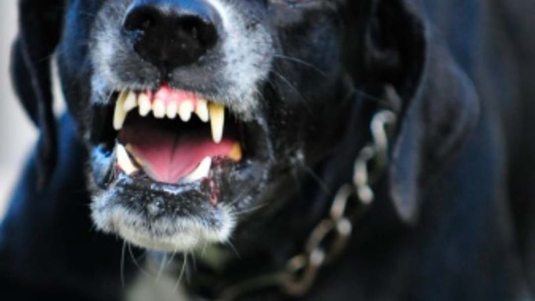Article heading image for Family Dog Attacks Three People In Perth's Southern Suburbs
