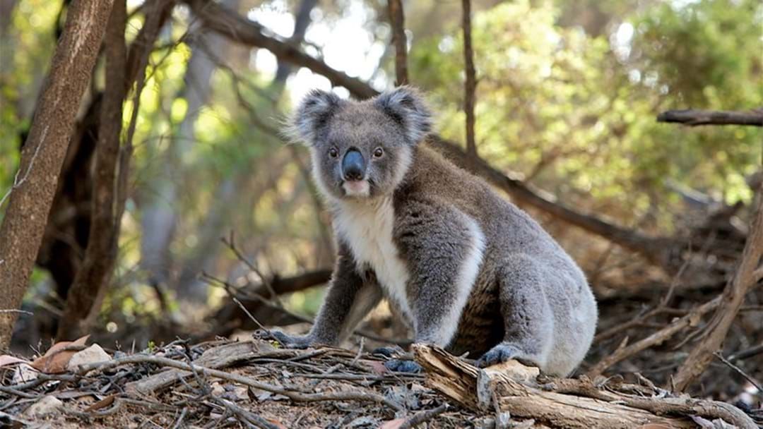 Article heading image for Koalas Are Massively Under Threat And The Government Is Not Doing Enough