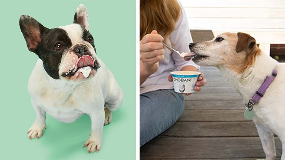 Article heading image for According To Experts Yogurt Is The New Super Food You Need For Your Pooch