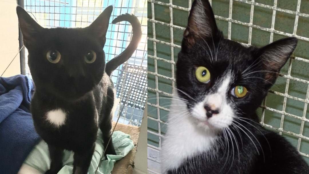 Article heading image for There's A Big Discount On Black Cats At Townsville Adoption Centre 