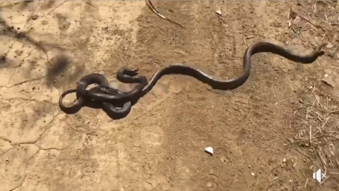 Article heading image for What Should You Do If You Encounter A Brown Snake?