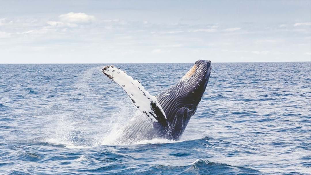 Article heading image for Where To Take The Kids To See Whales & Dolphins Along The Sydney Coast This Weekend